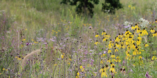 bioswale flowers and plants